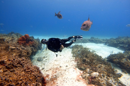 Crédito da foto: Foto de Mati Mango: https://www.pexels.com/pt-br/foto/homem-natacao-nadando-peixe-11481753/ Cozumel